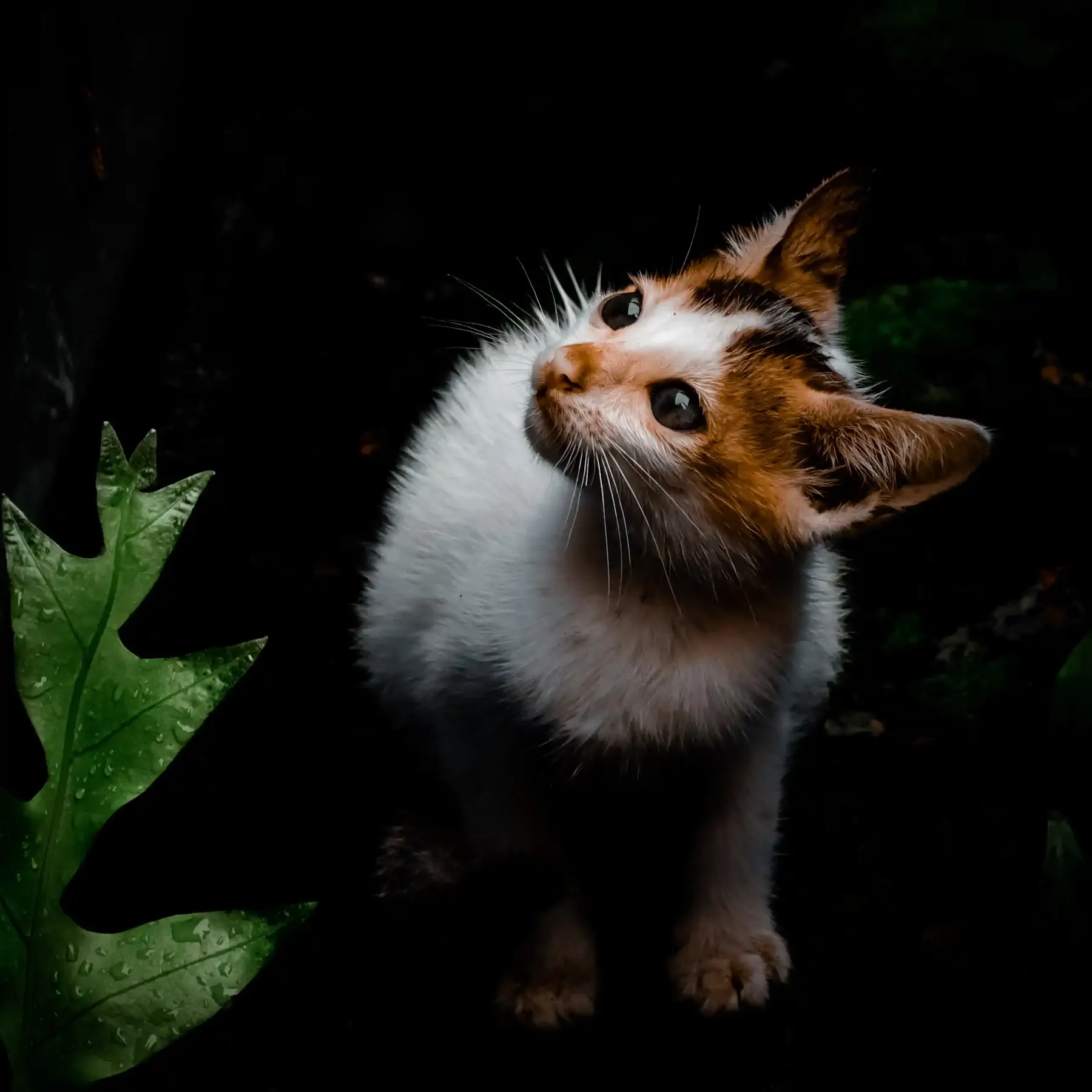 A calico kitten looking upward beside a large green leaf