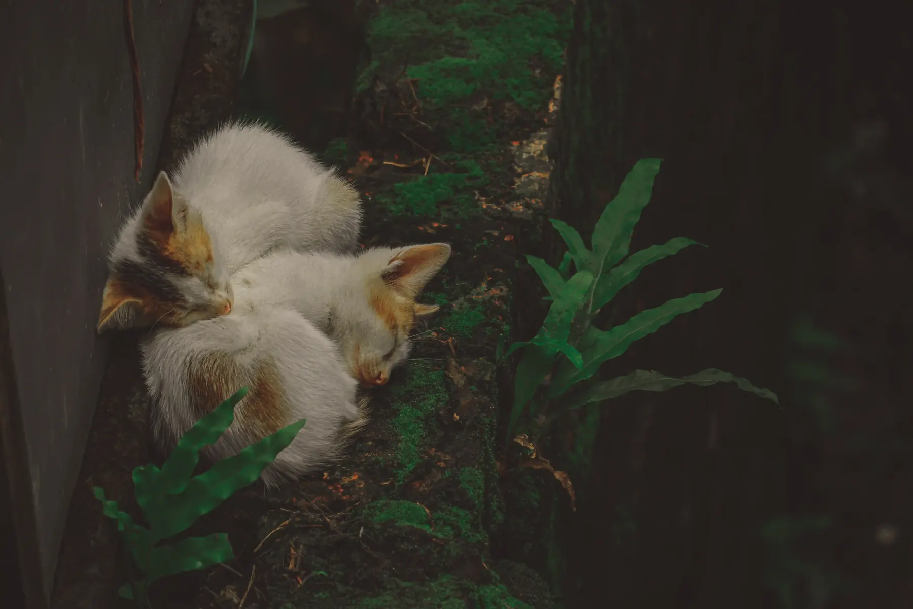 Two fluffy white kittens curled up together in ferns
