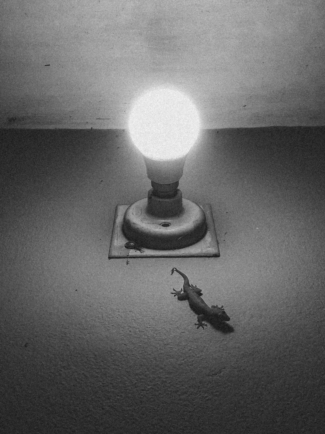 A mouse on a bare wooden floor approaching a lit bulb lamp, black and white