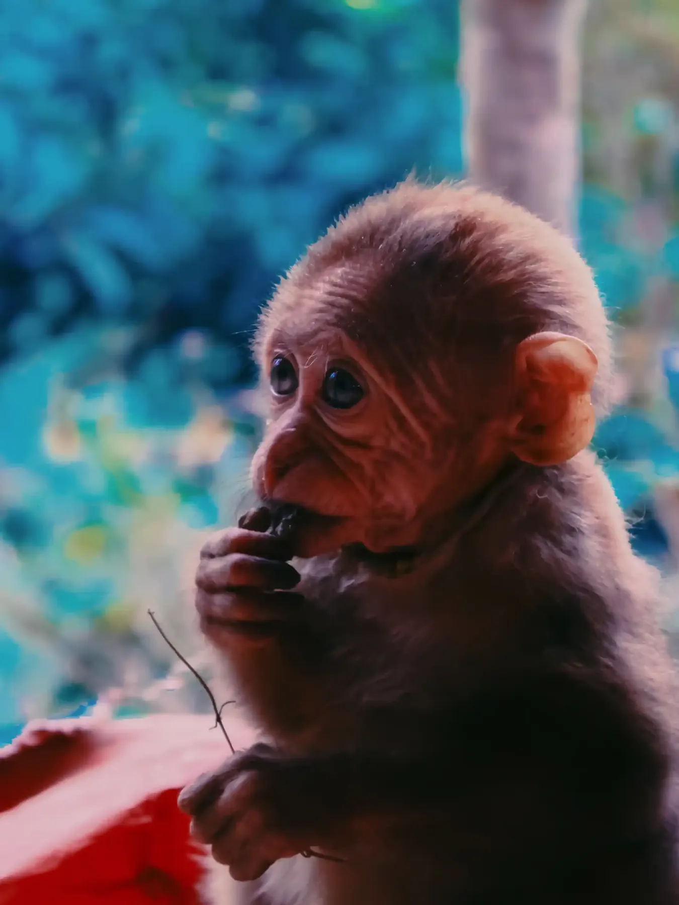 Portrait of a baby monkey against a soft teal background