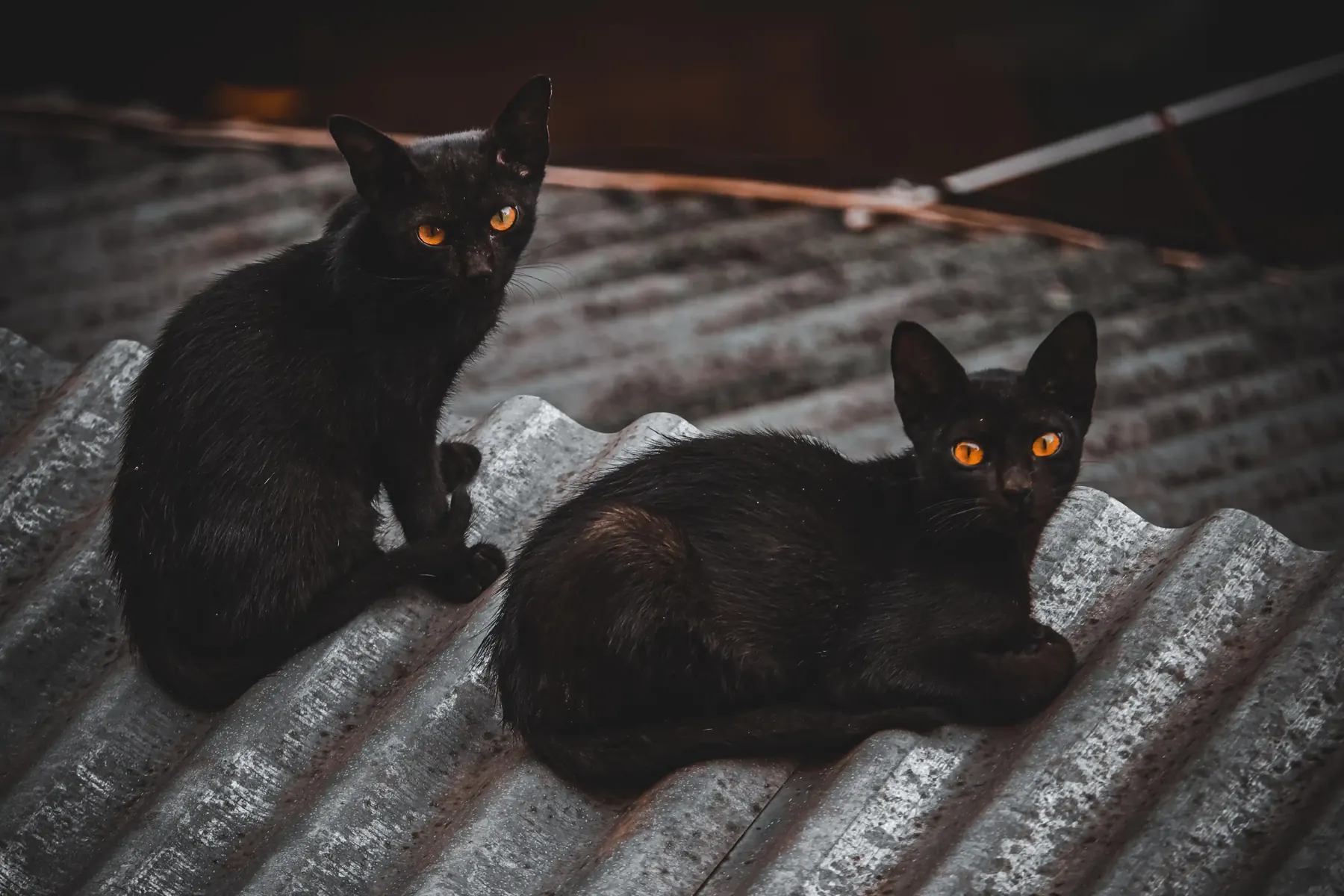 Two black cats sitting on a tin roof at night, eyes catching the light