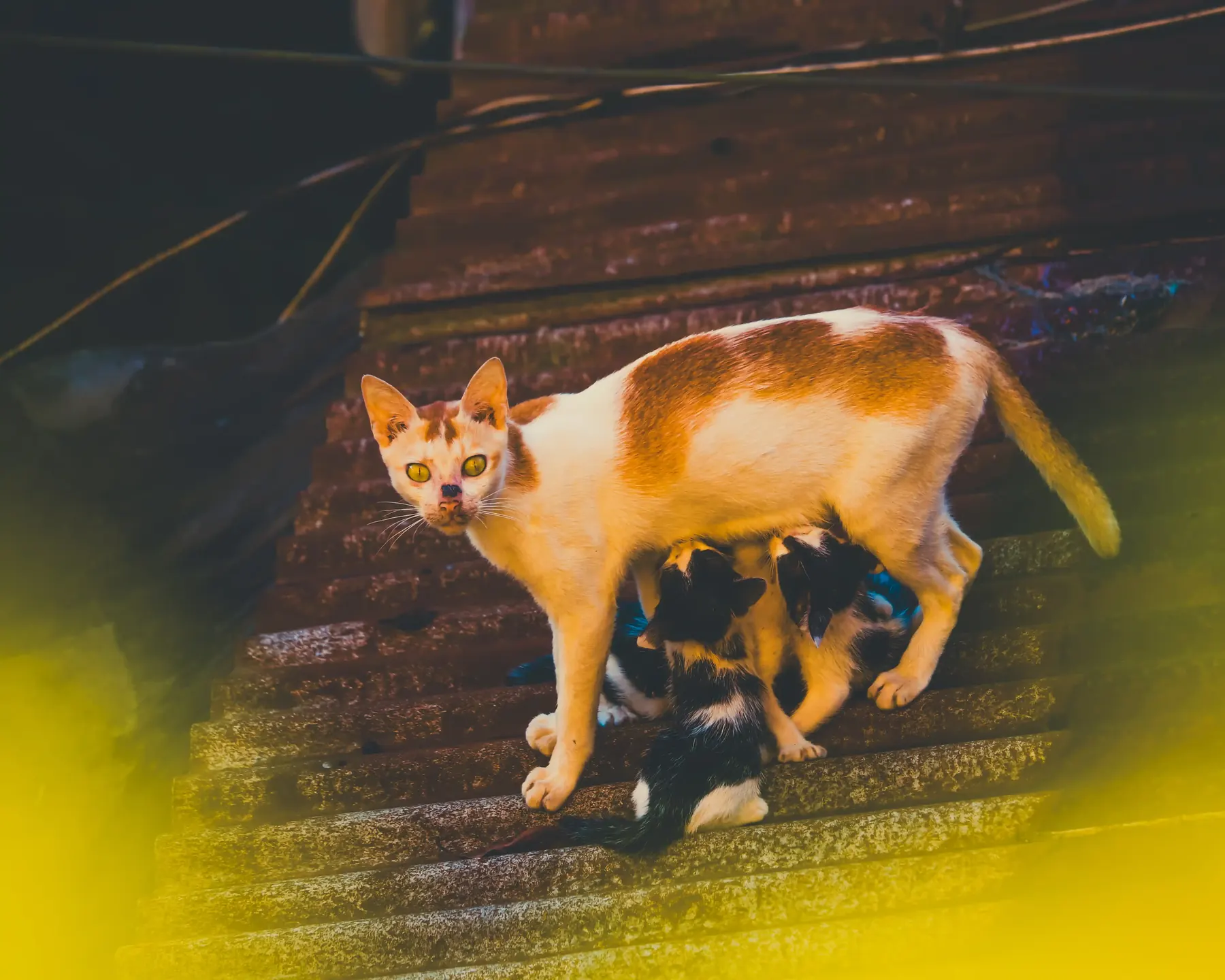 A mother cat nursing kittens on a corrugated tin roof