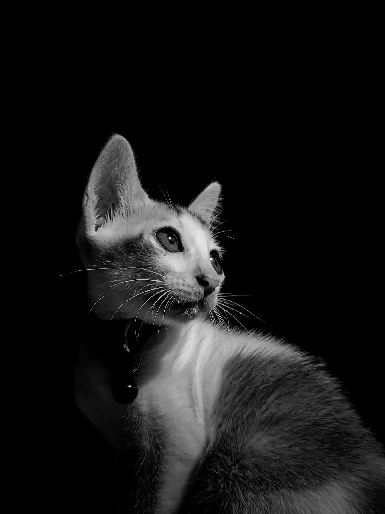 A cat in profile portrait under dramatic side lighting, black and white