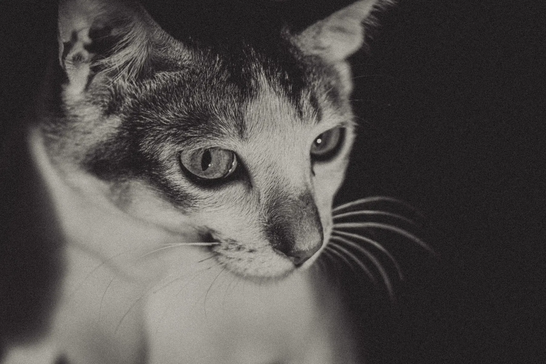 Close-up black and white portrait of a cat's face and whiskers