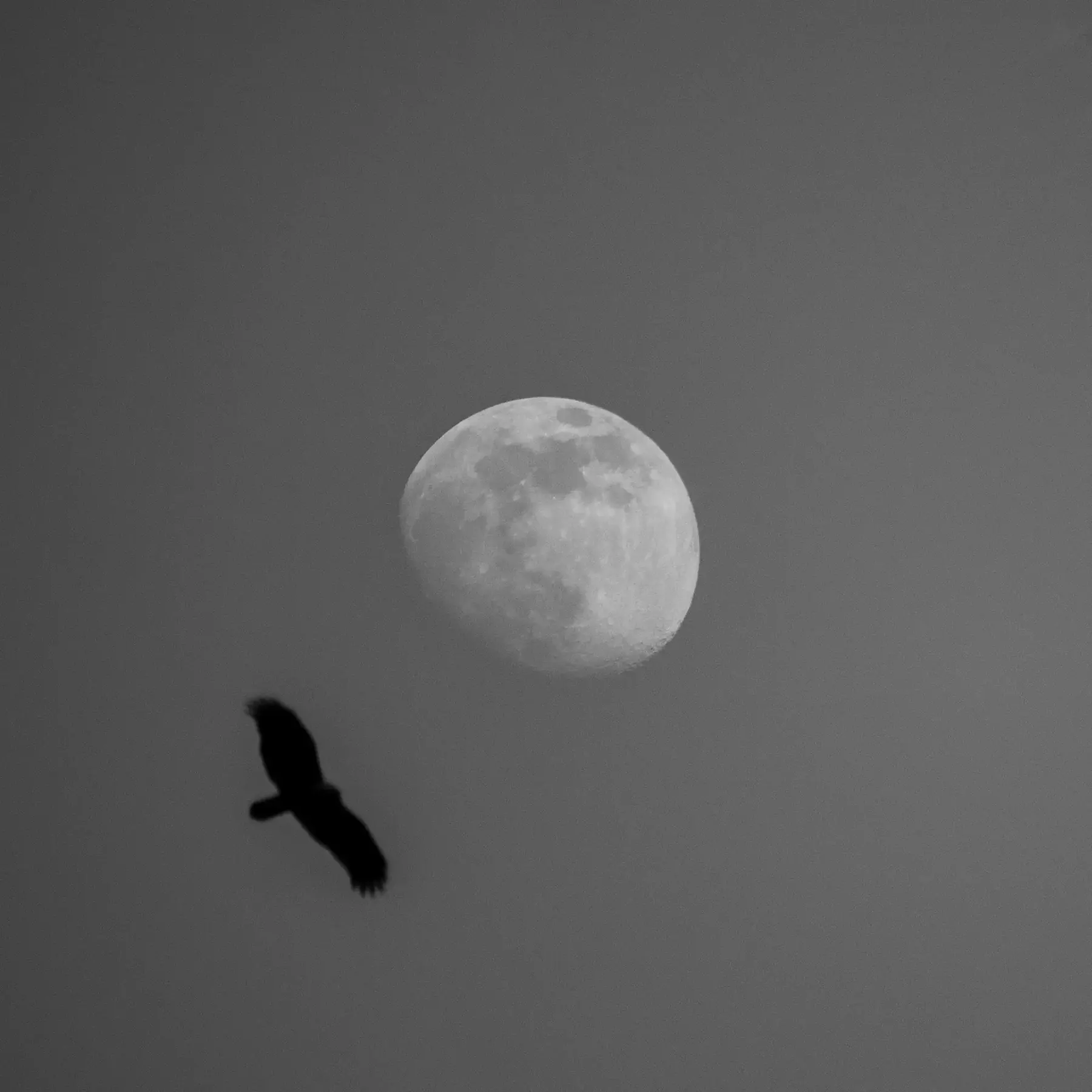 A full moon in a grey sky with a bird flying past