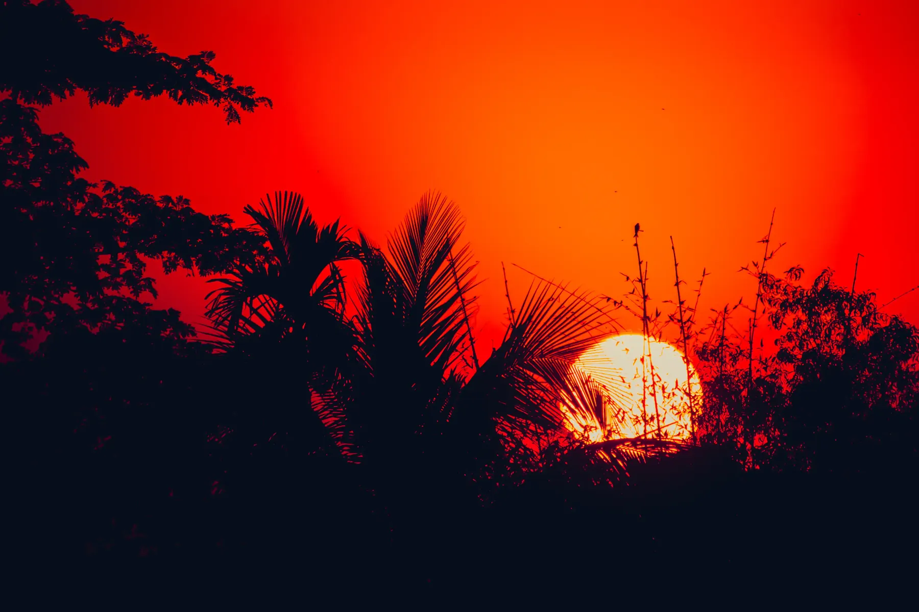 A red sunset behind silhouetted palm trees