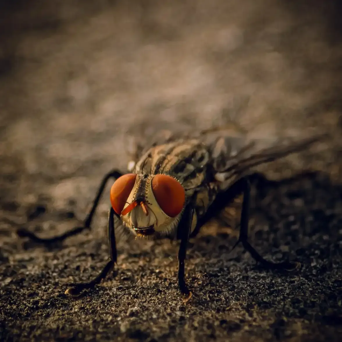 Close-up portrait of a fly's compound eyes