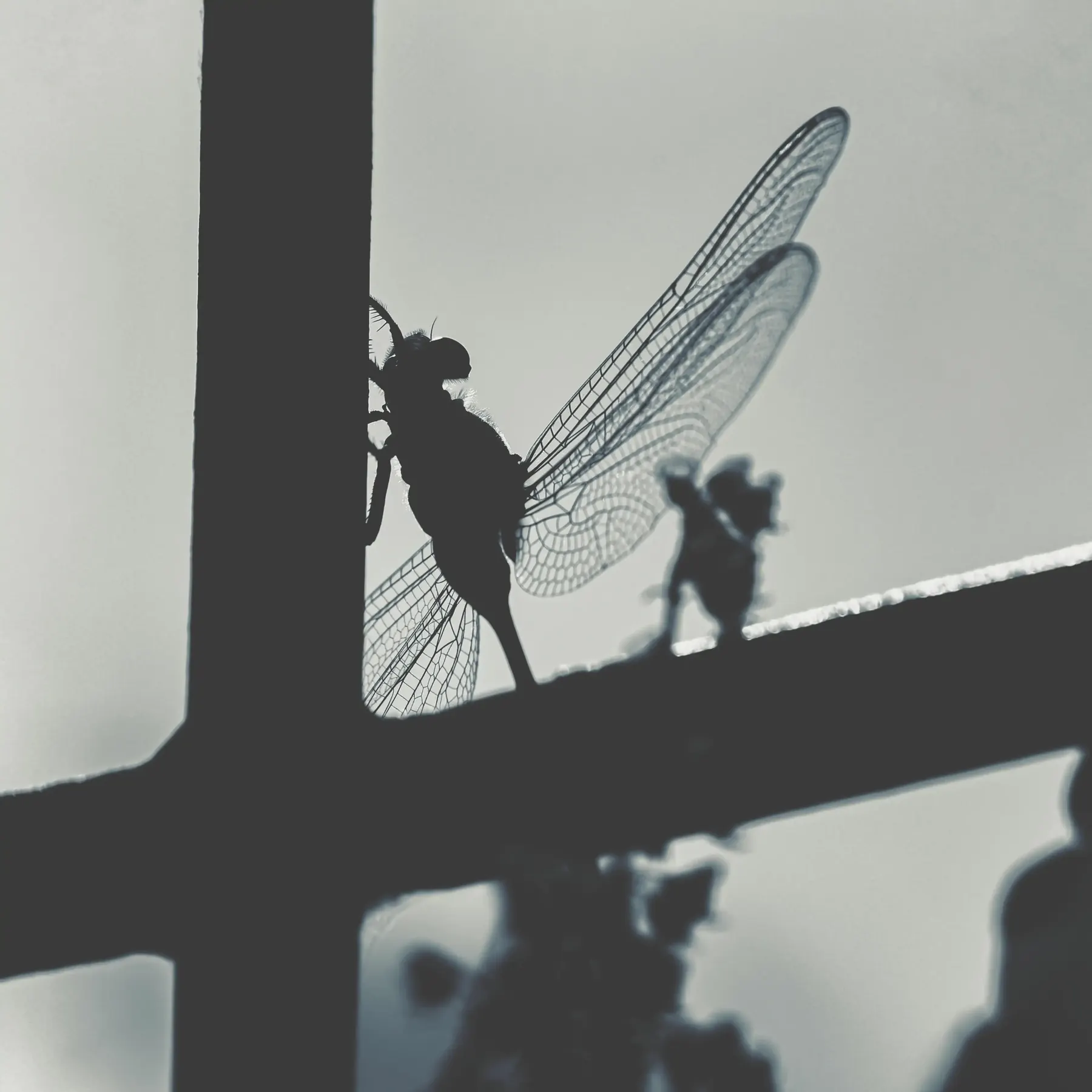 A dragonfly silhouetted on a wire fence