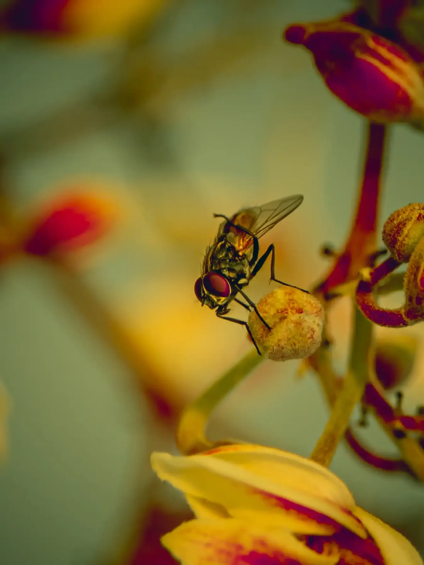 A fly resting on a flower bud