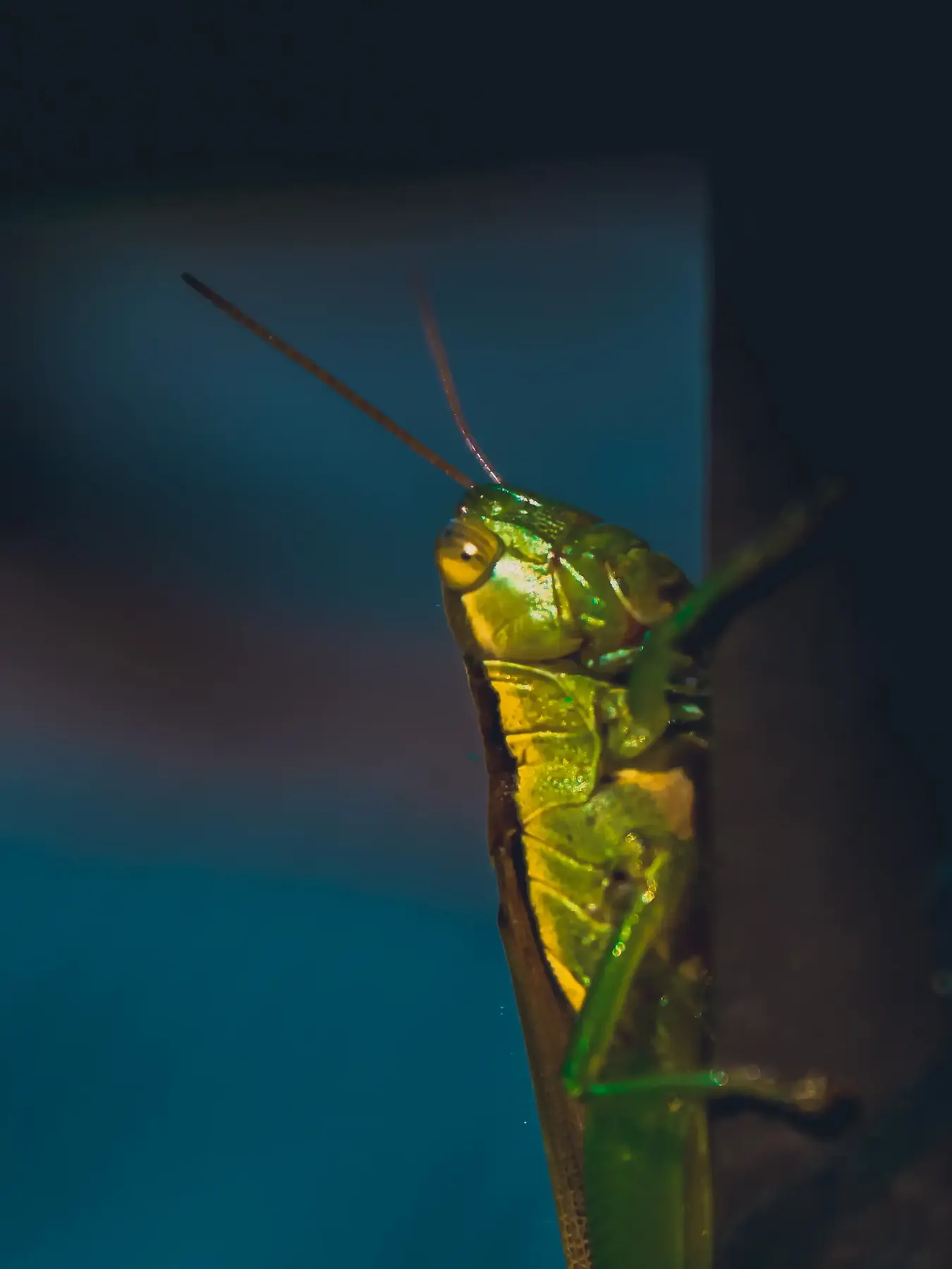 A green grasshopper climbing a stem