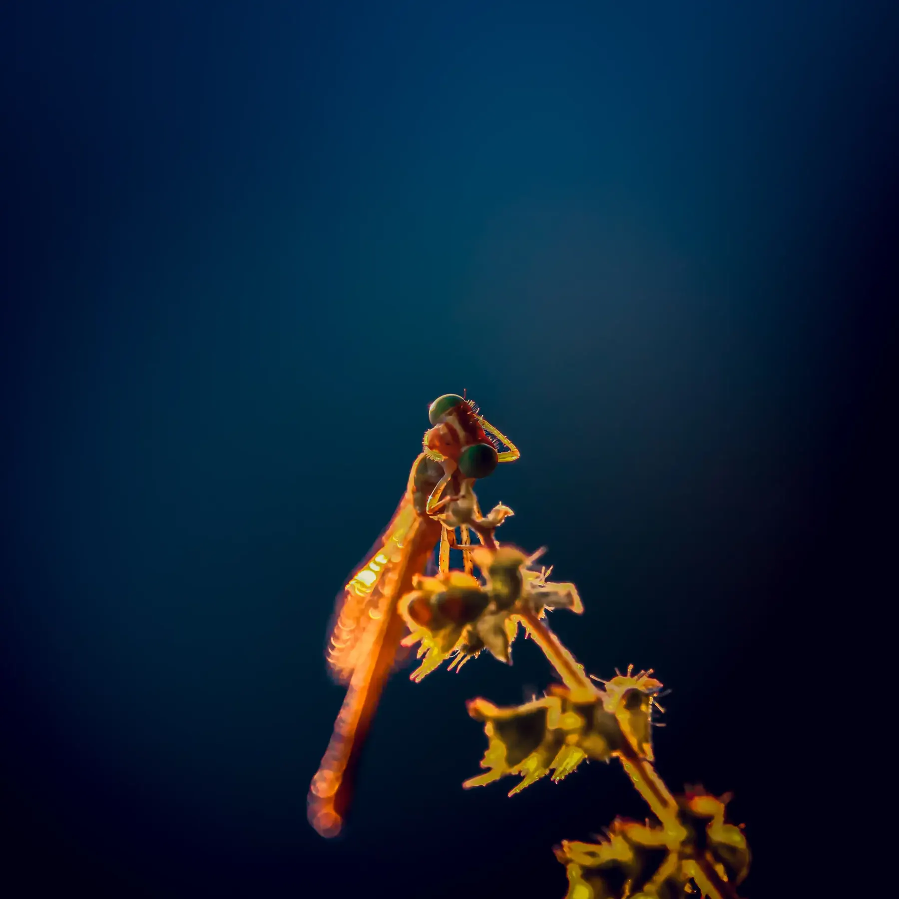 A praying mantis feeding, close macro shot