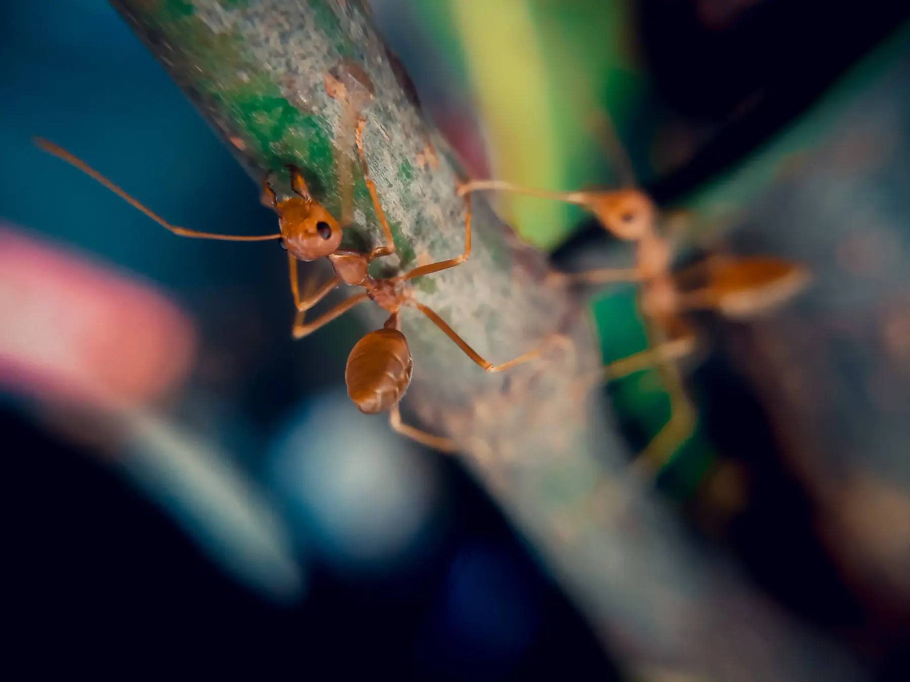 Two ants on a twig with colourful bokeh background