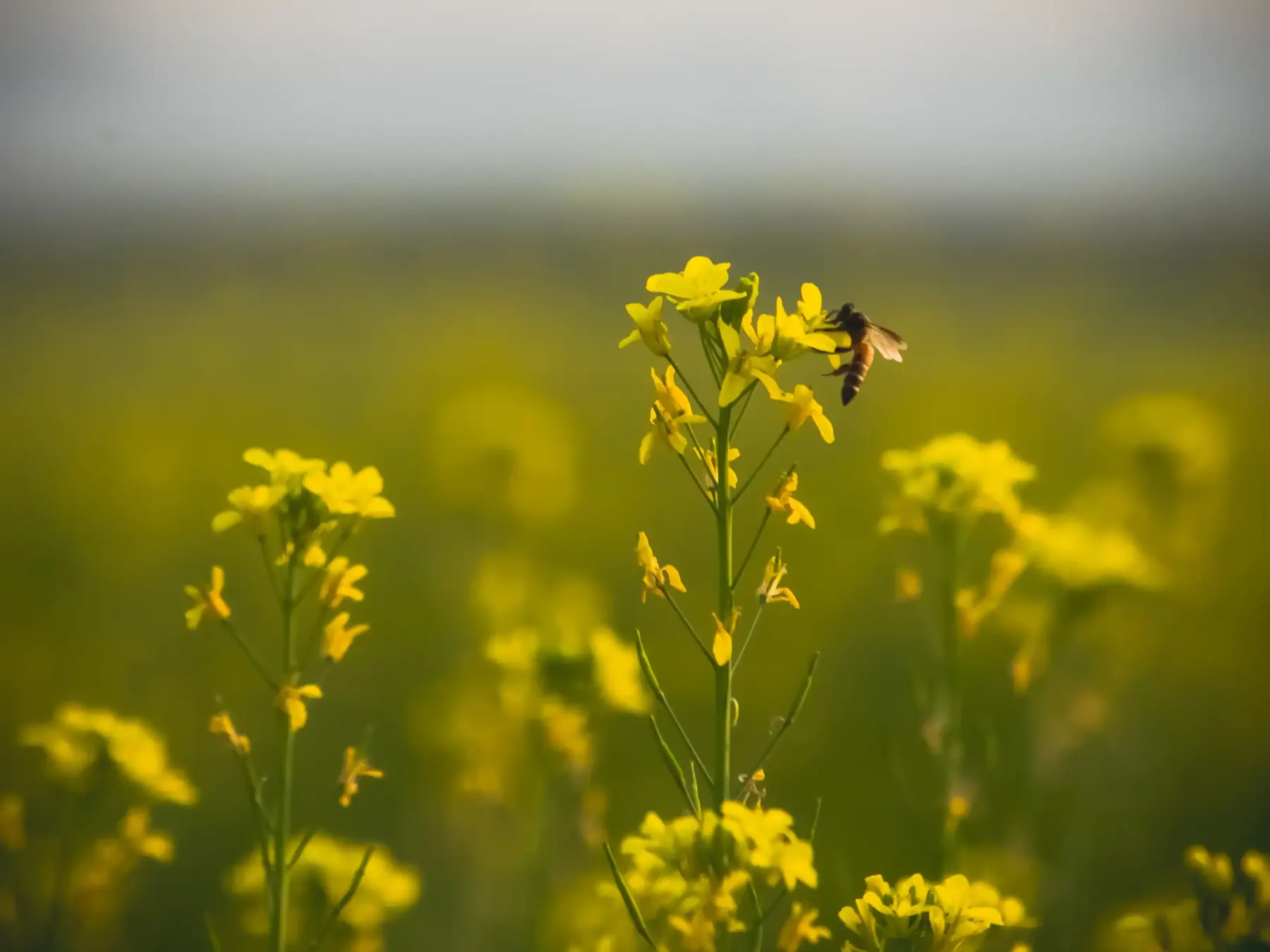 A bee among yellow mustard flowers