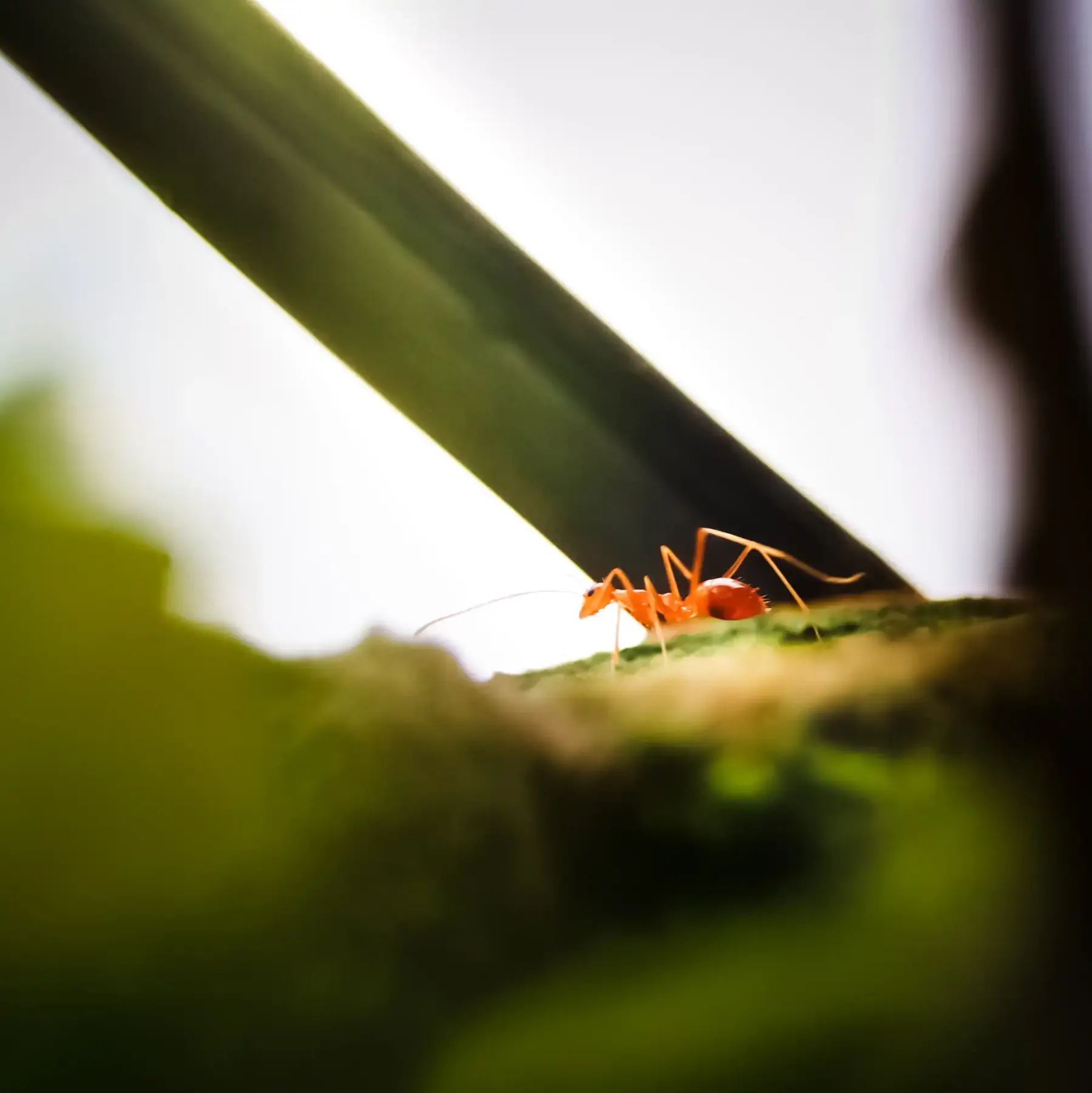 An ant on a blade of grass with a light flare
