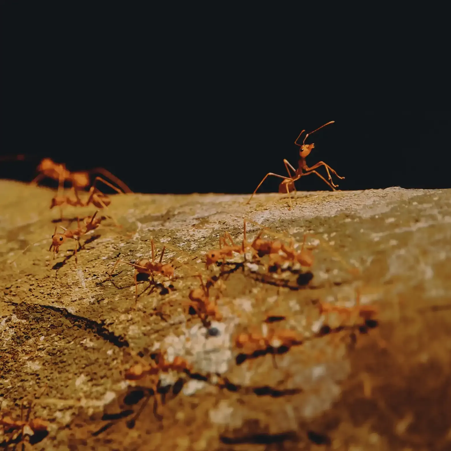 A trail of red weaver ants crossing bark