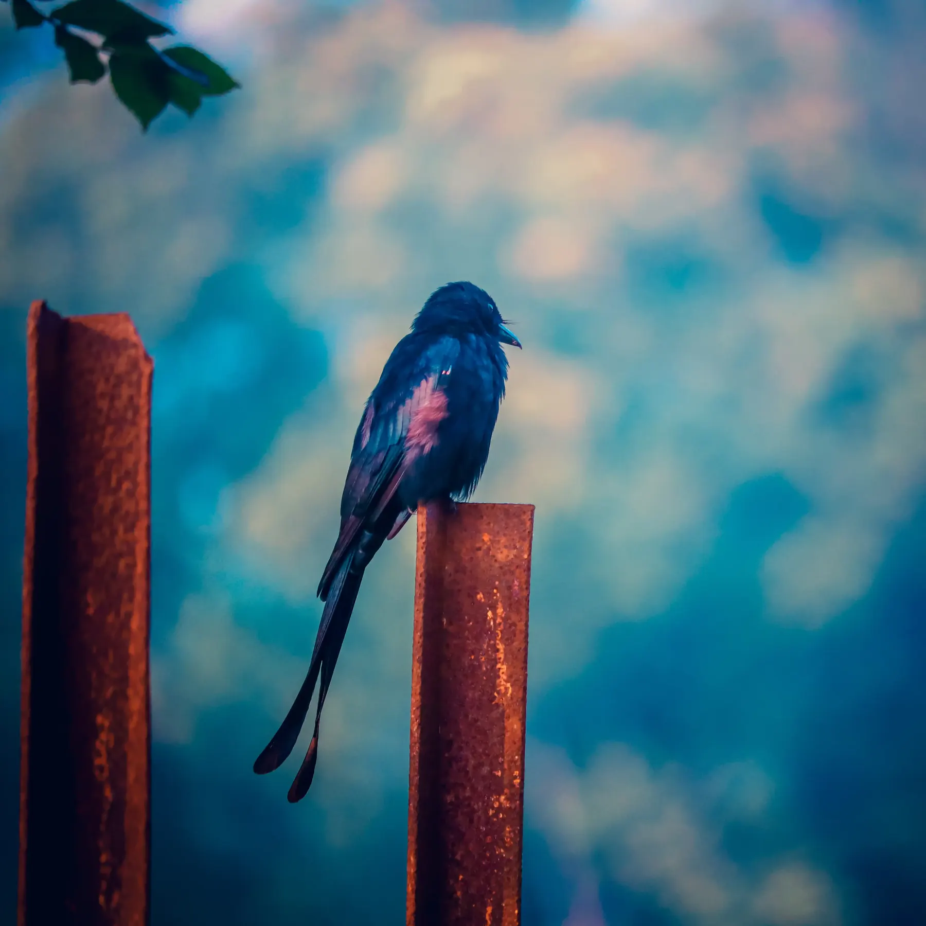 A blue Indian roller perched on red posts