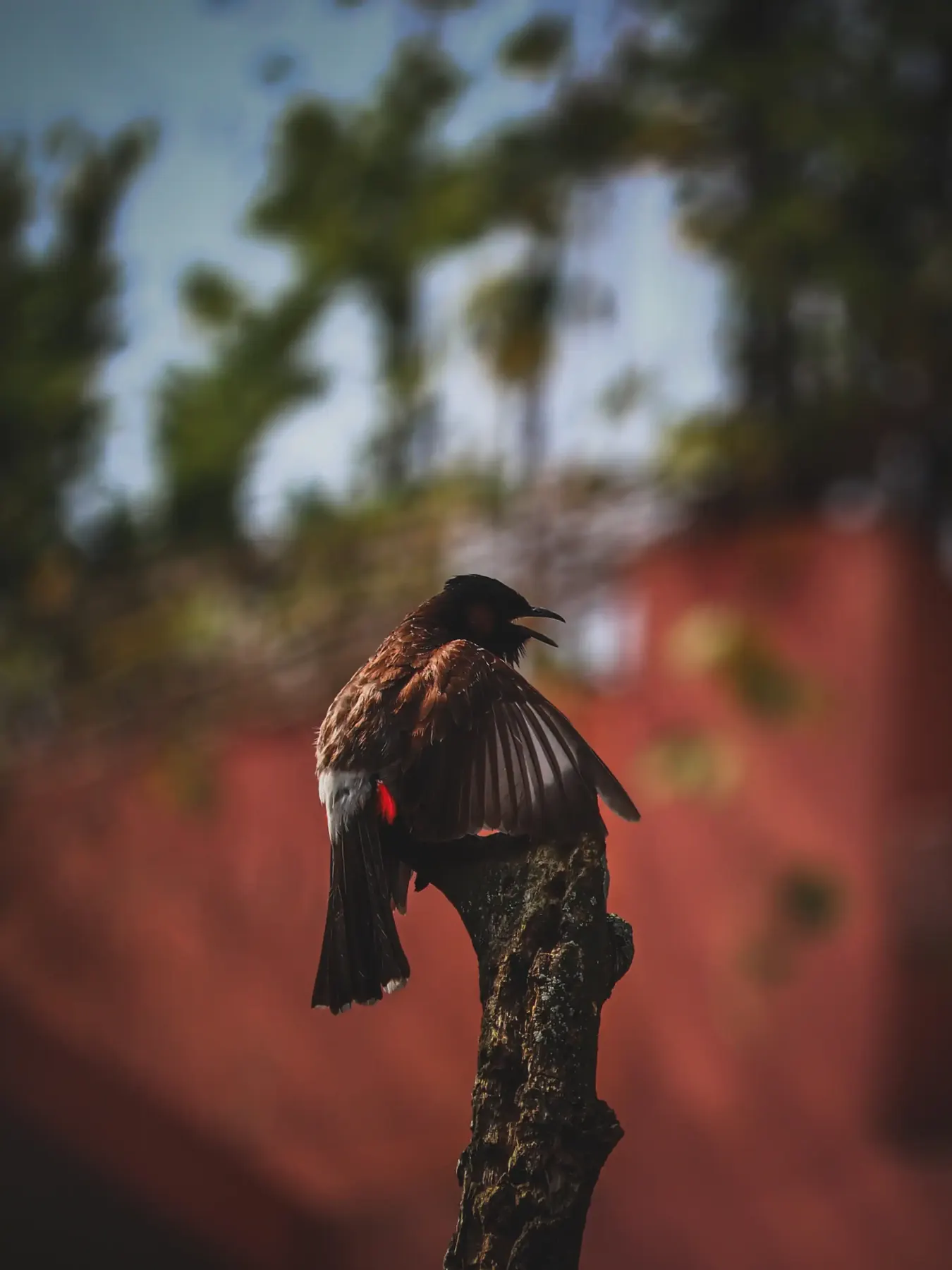 A red-vented bulbul perched on a branch