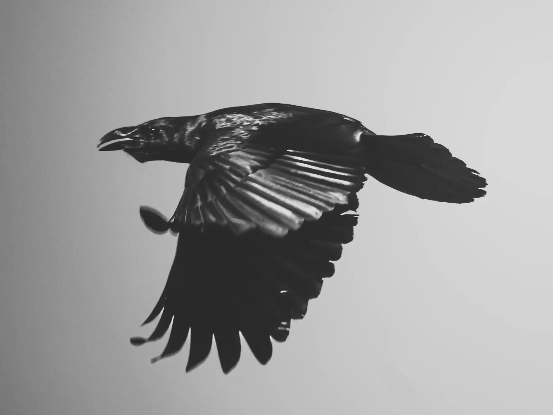 A crow in flight, black and white, wings spread