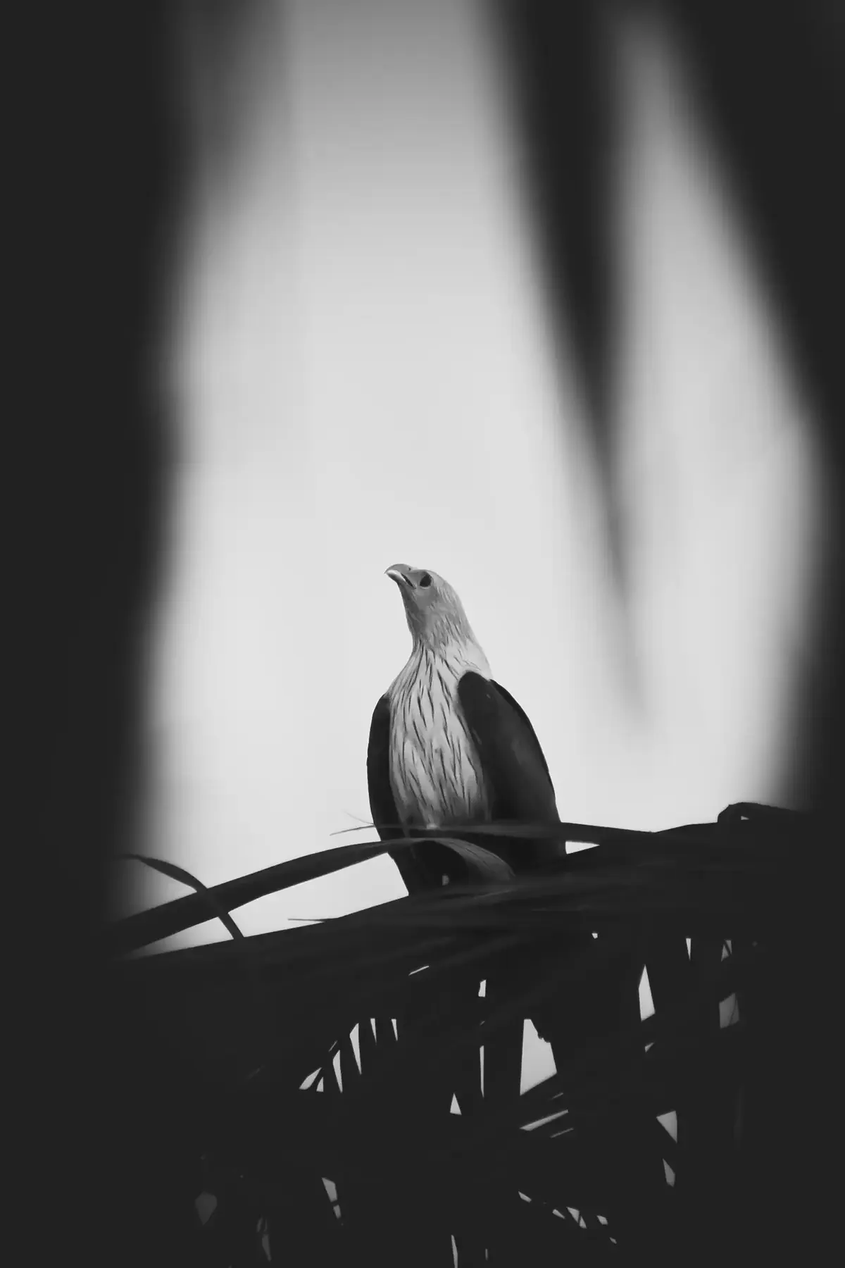 Black and white silhouette of a bird perched on a fence