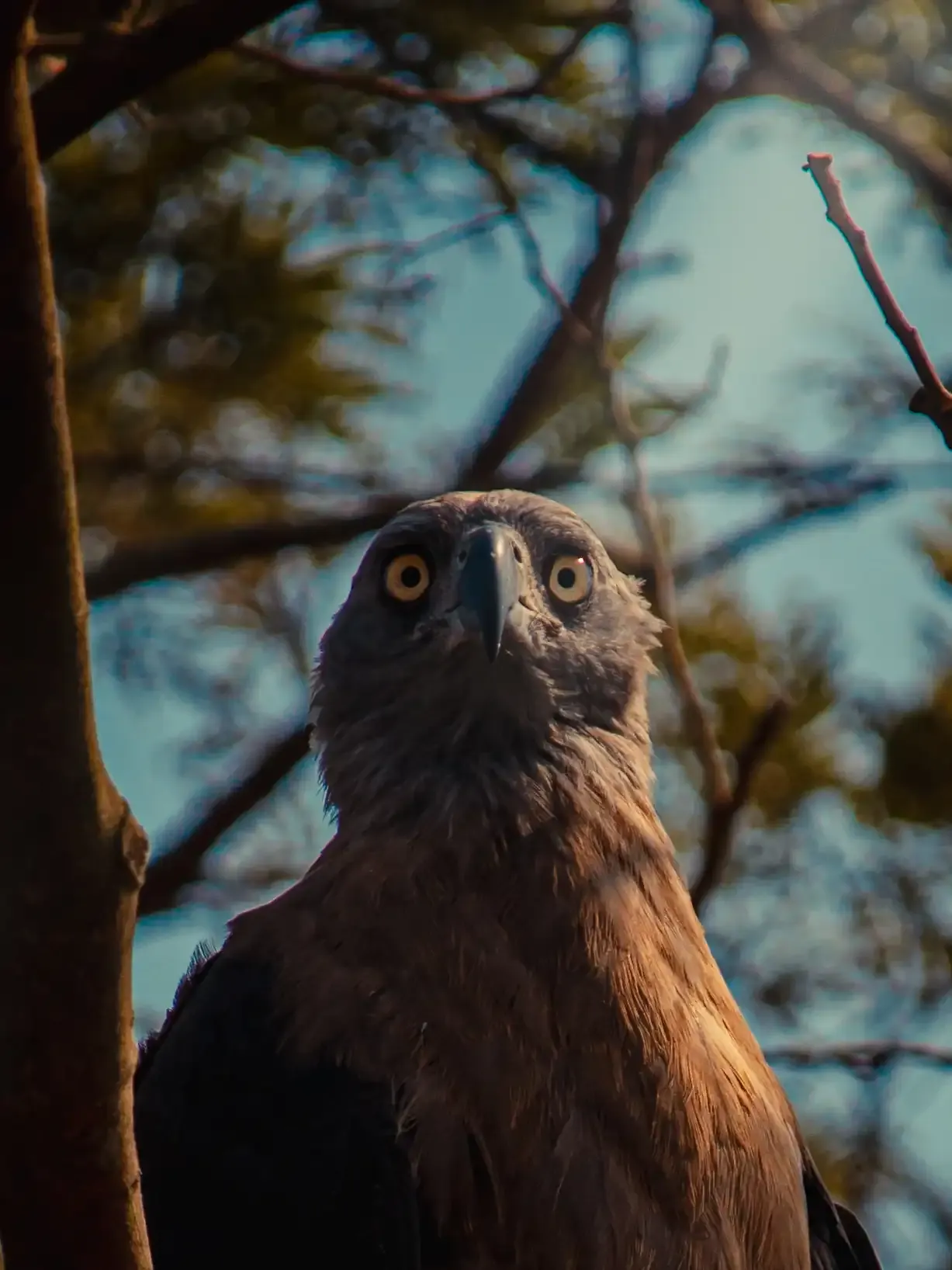 Close portrait of a hawk-eagle looking at the camera