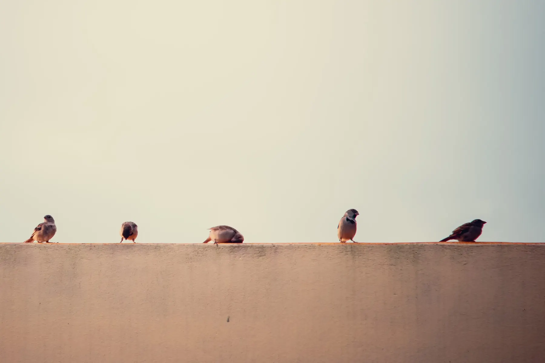 A row of small birds perched along a ledge