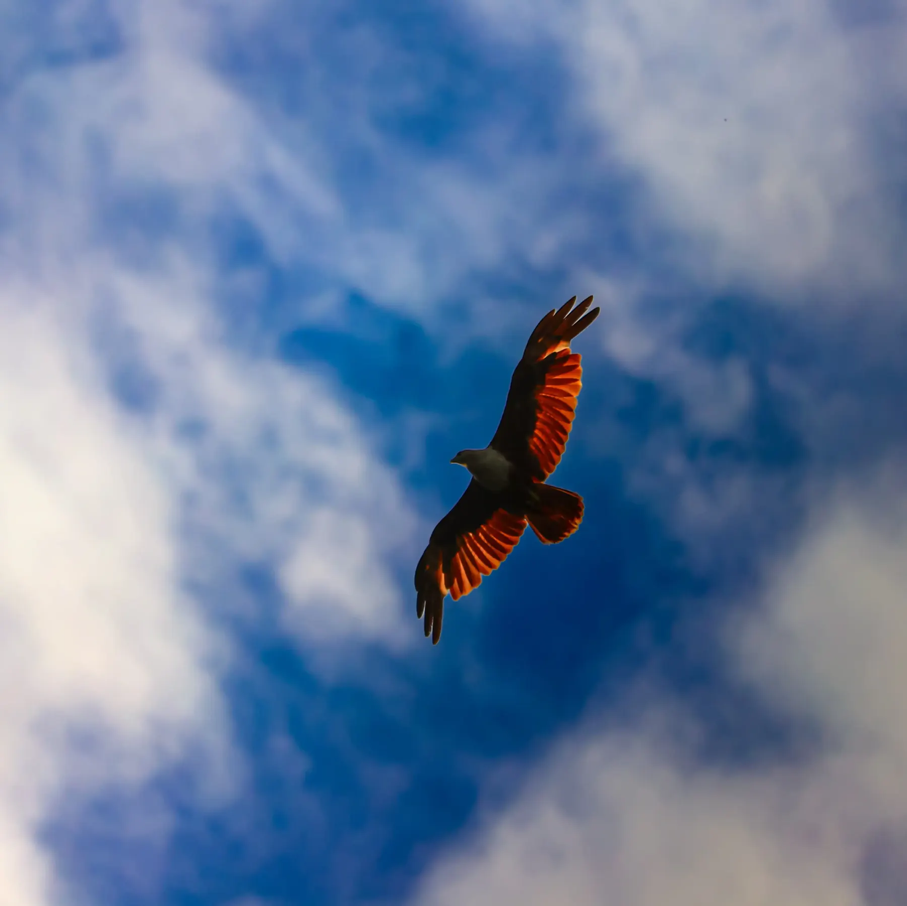 A bird of prey flying against a blue sky with clouds