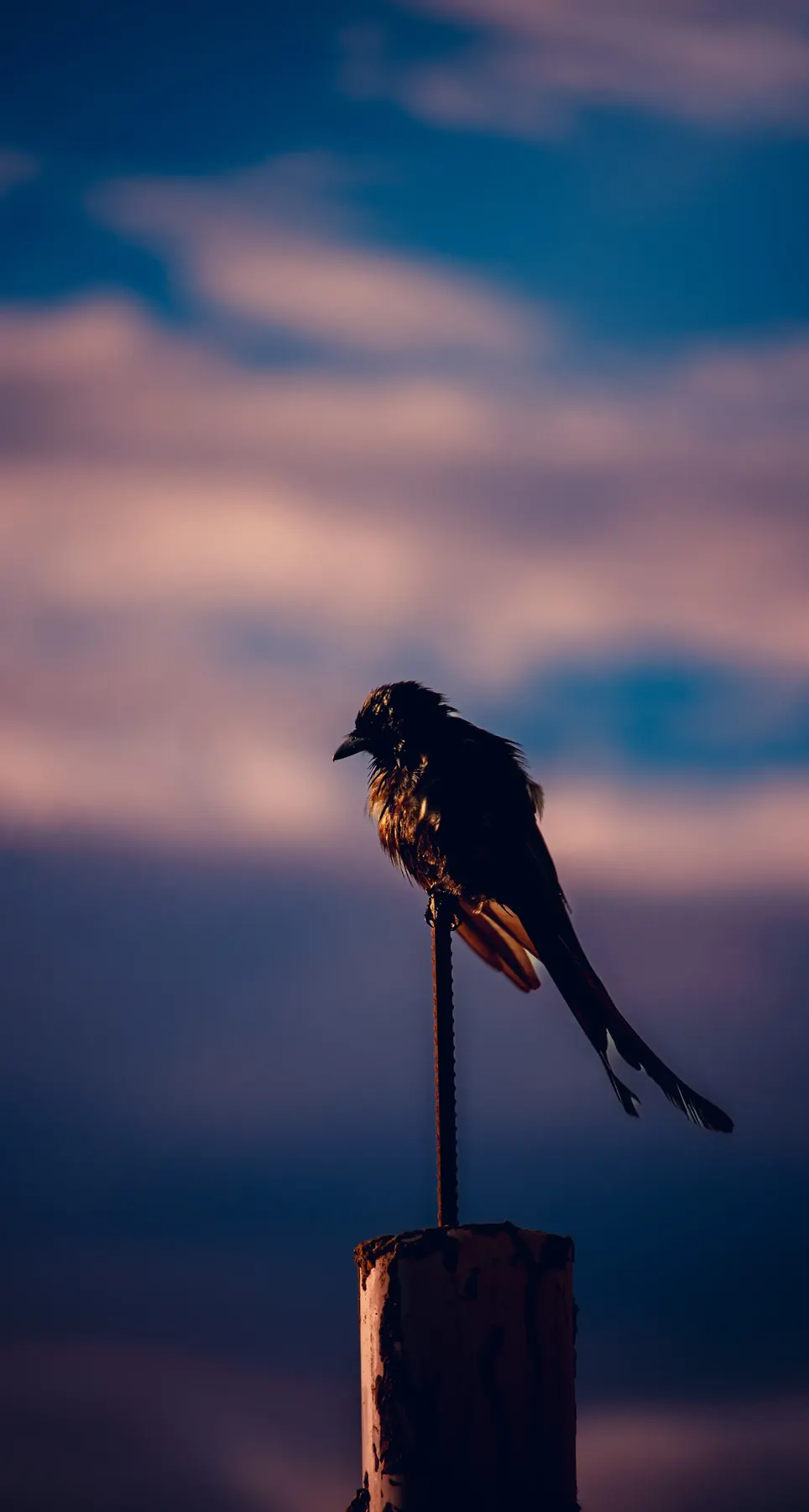 A bird perched on a post against a pastel sunset sky