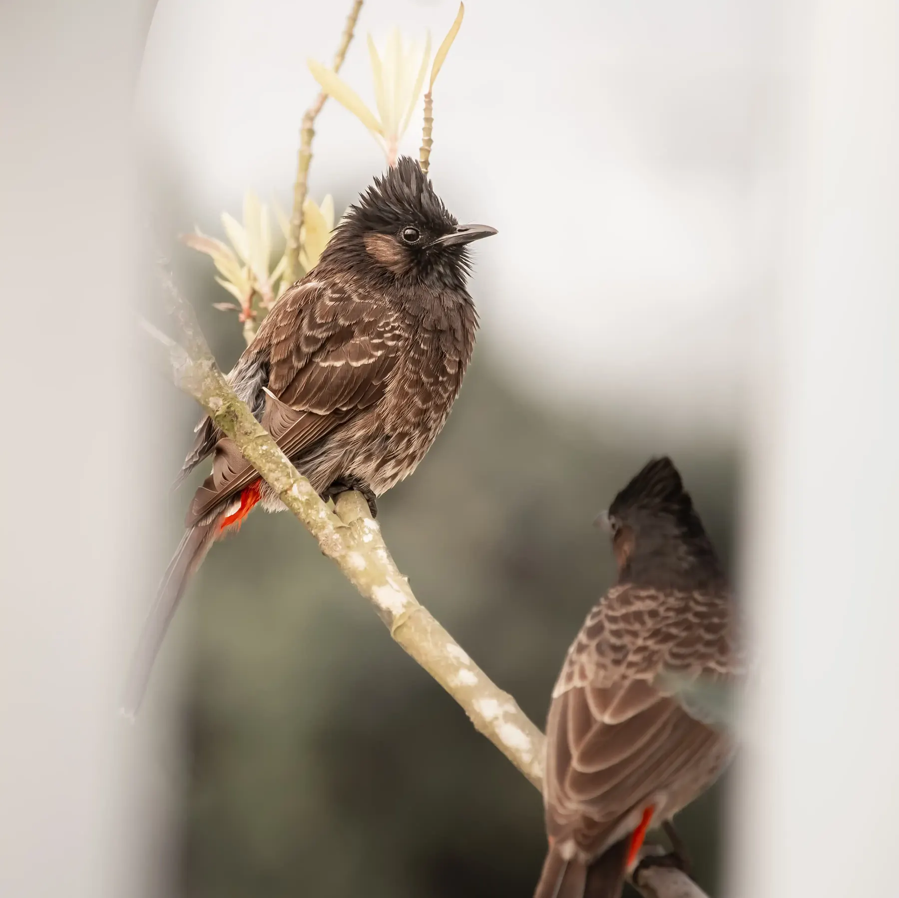 Two bulbuls perched together on a branch