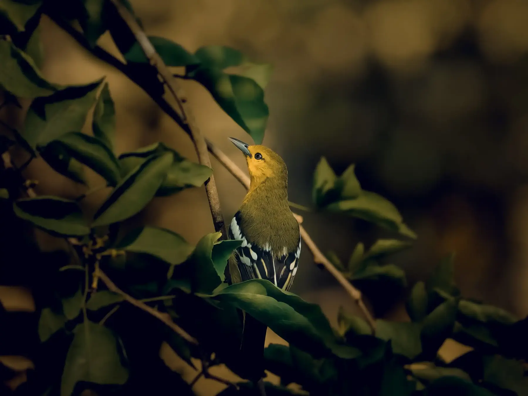 A small yellow bird among green leaves in golden light