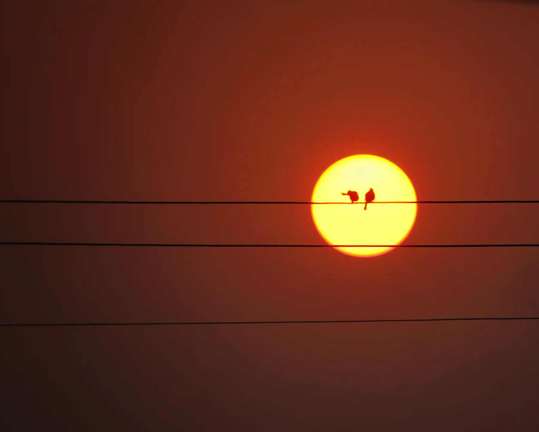 A small bird on a wire silhouetted against the setting sun