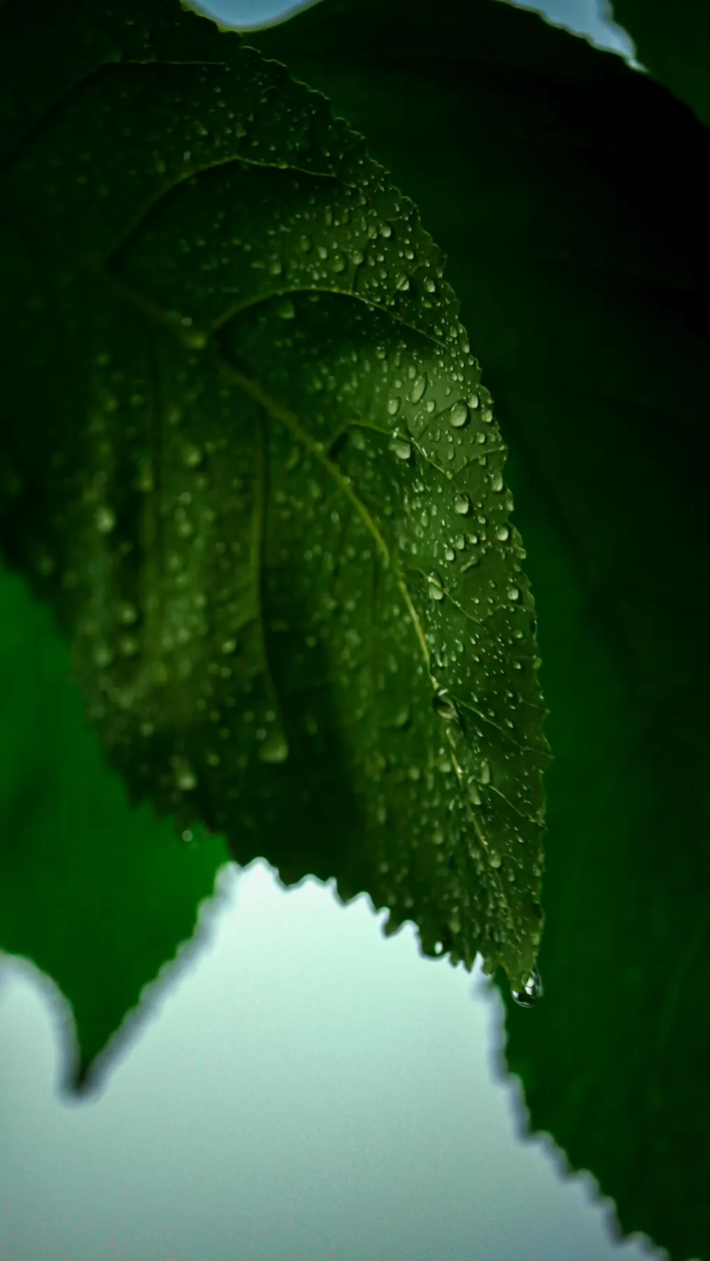 Dew drops on a dark green leaf, close-up