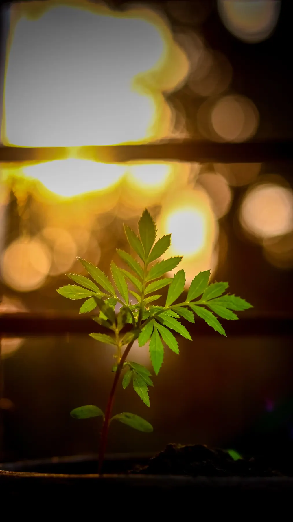 A small backlit plant against warm bokeh light