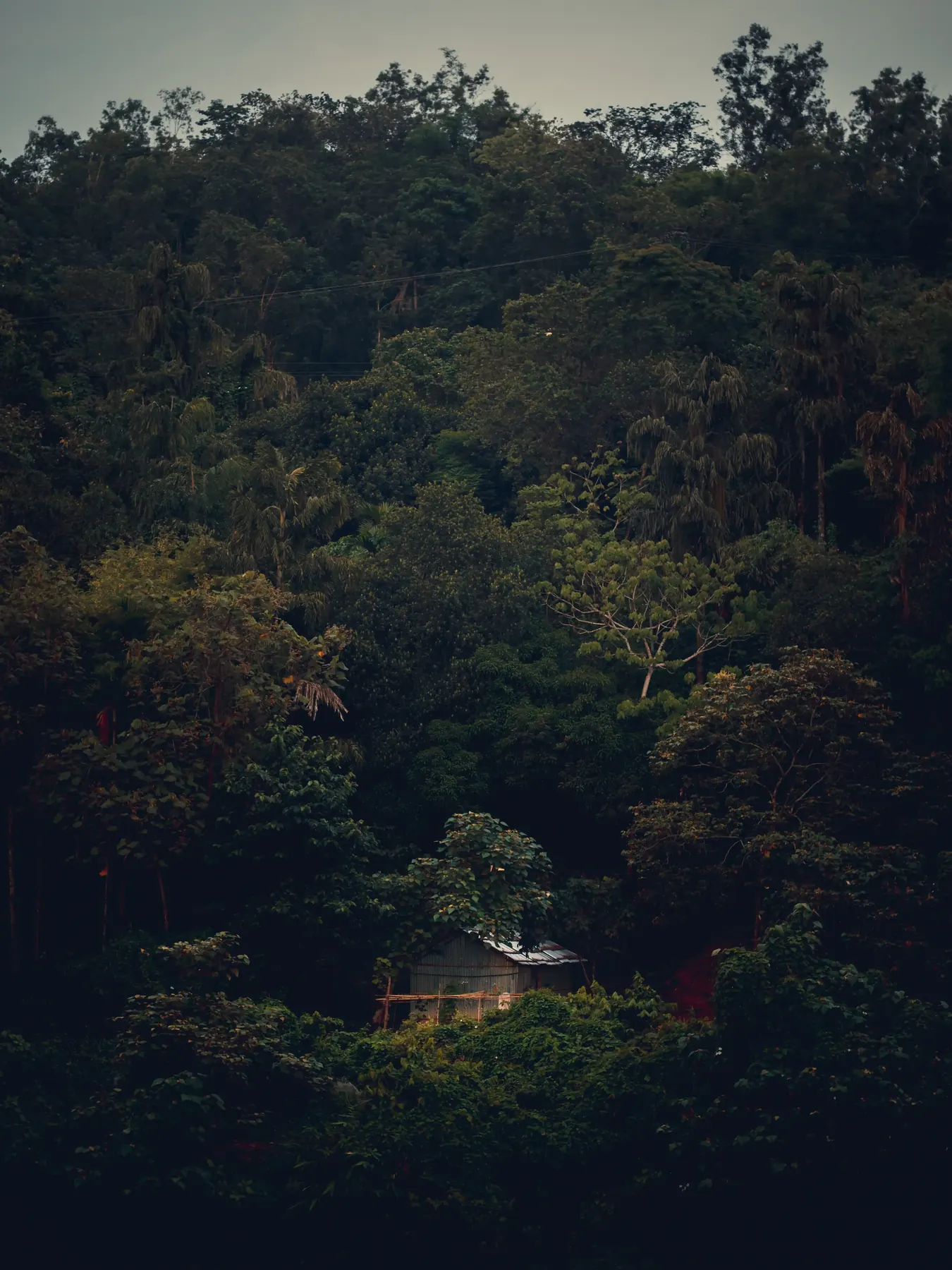 Aerial view of a dense forest canopy with a hut below