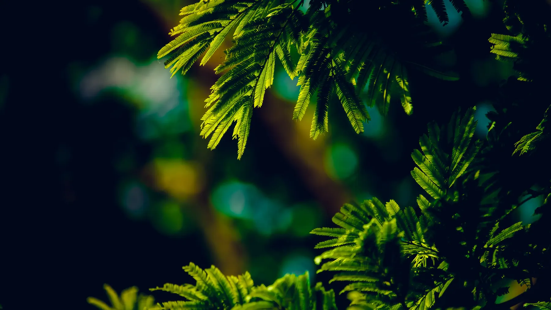 Green fern leaves with soft blue bokeh