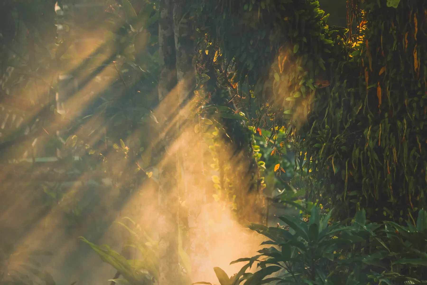 Sunbeams filtering through a misty forest