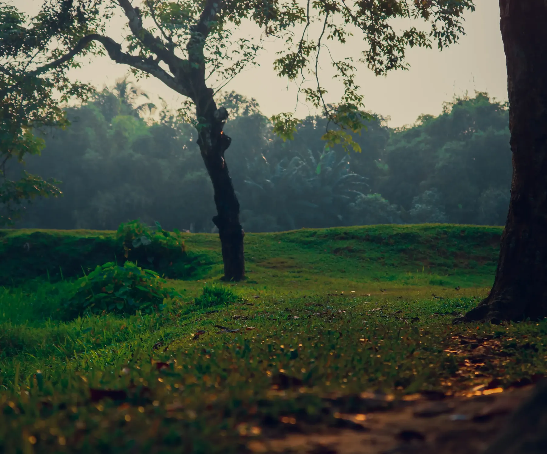 A misty meadow with a large tree at dawn