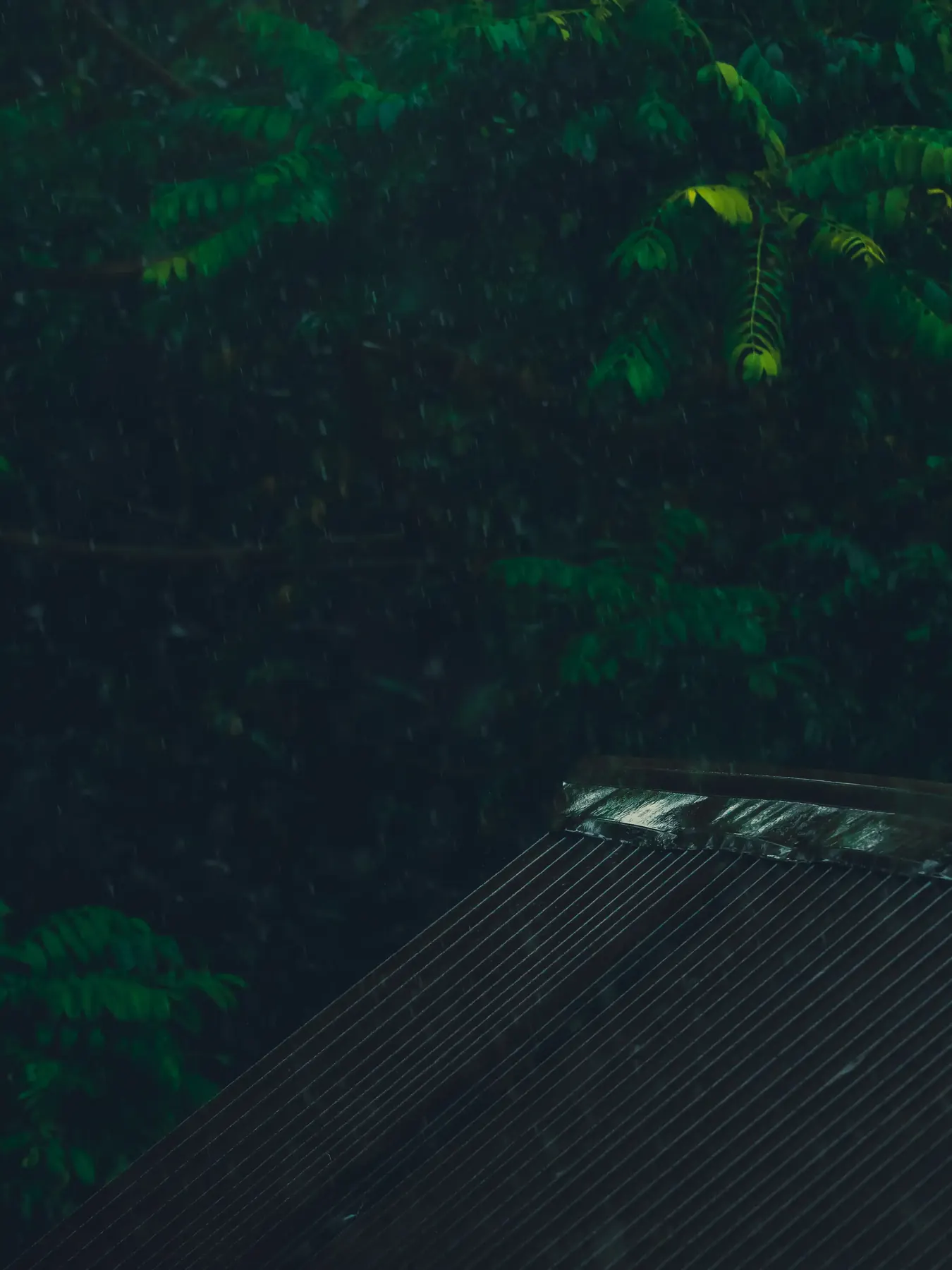 Rain on a tin roof seen through green leaves