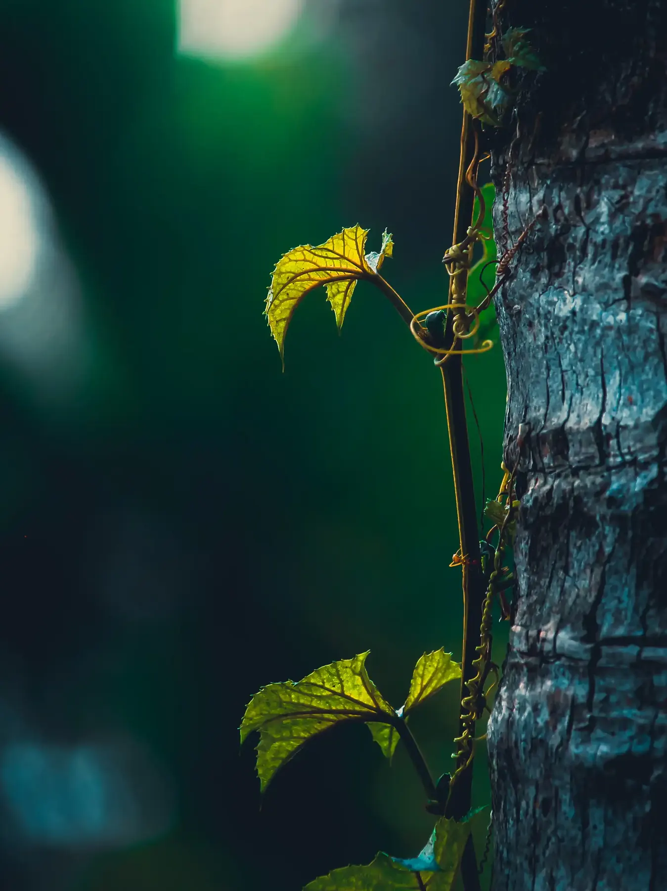 A vine climbing a tree trunk, macro with blue bokeh