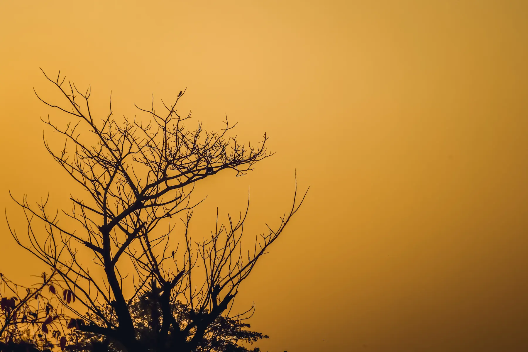 A bare tree branch silhouetted against a golden sky