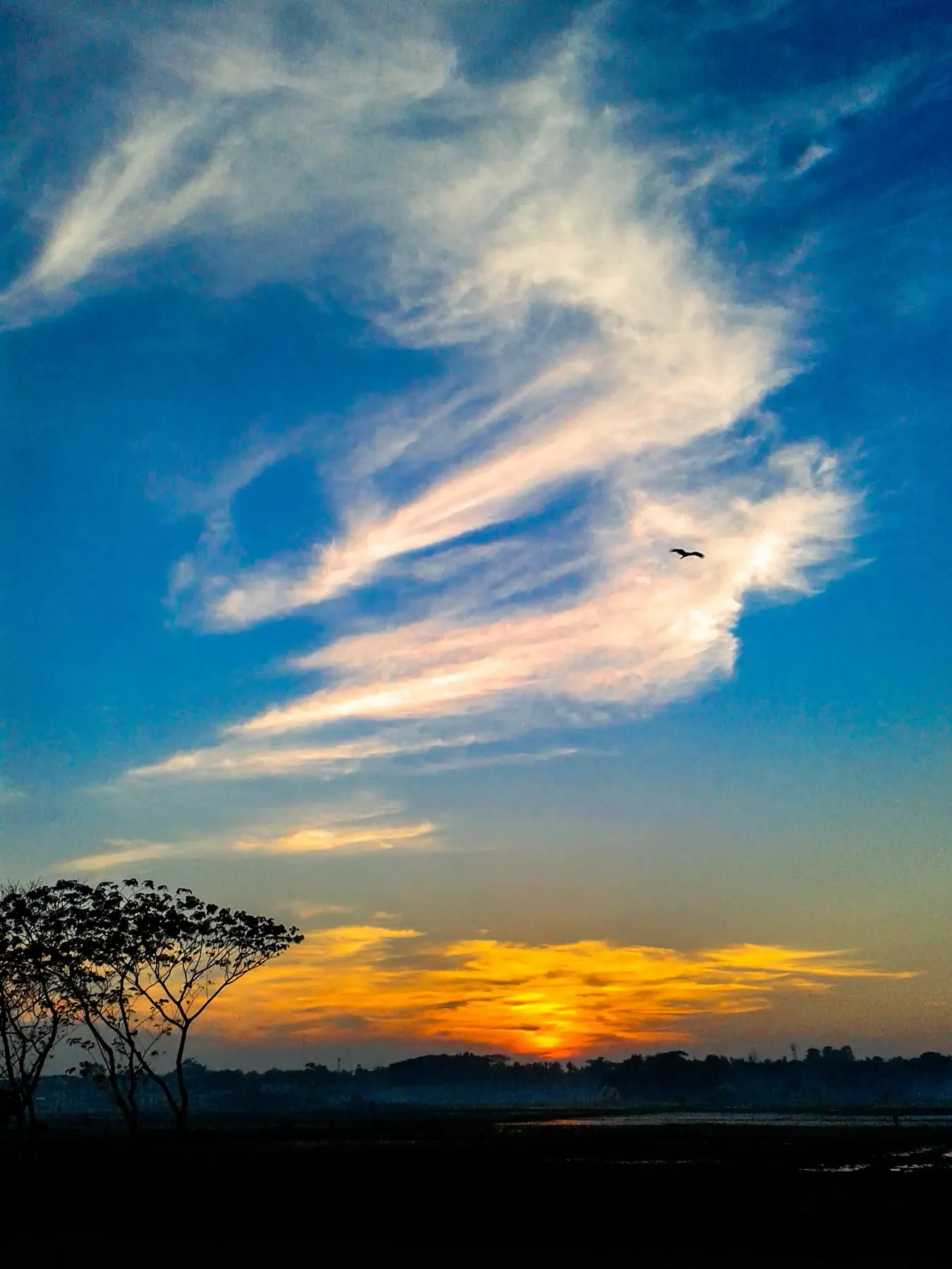 A sunset sky with wispy clouds and a silhouetted tree