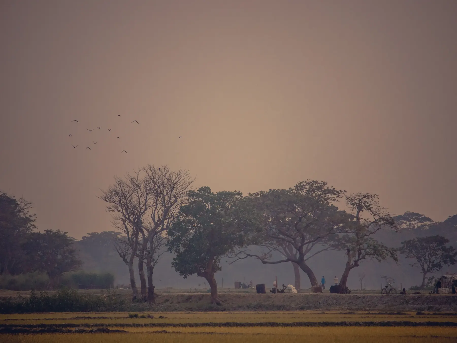 A hazy landscape with grazing cattle at dusk