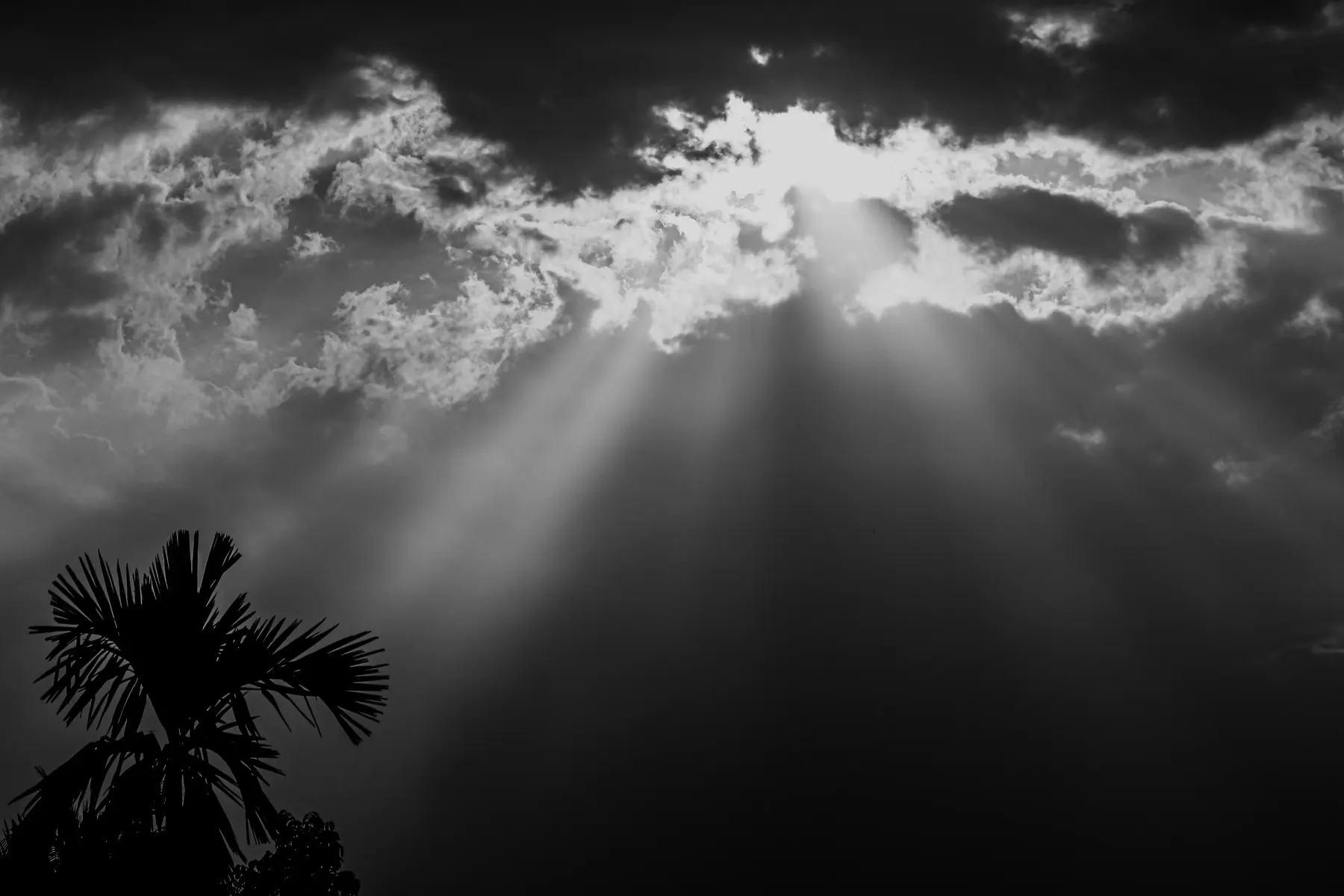 Dramatic black and white light rays over silhouetted palms