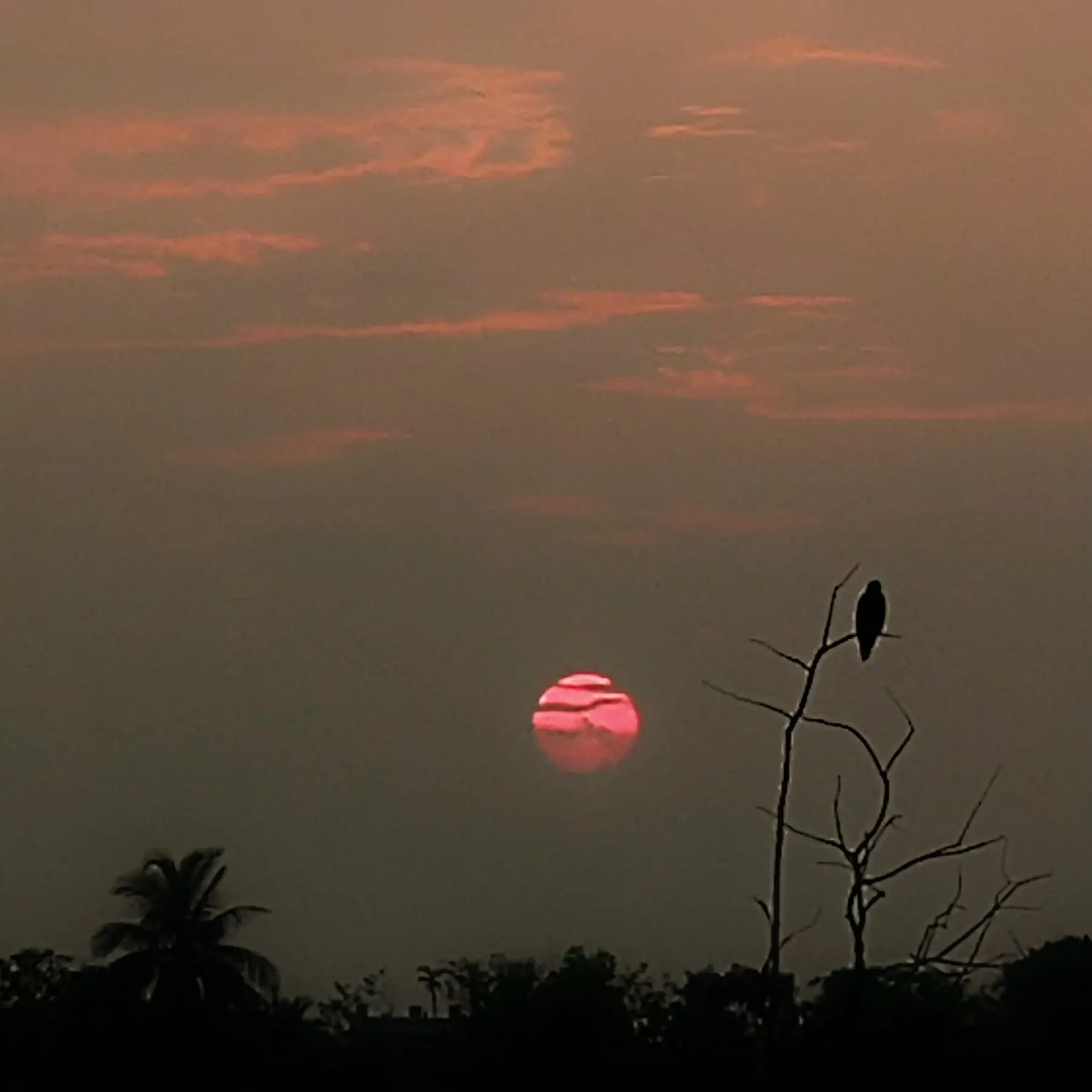 A bird perched on a branch silhouetted against a pink sunset