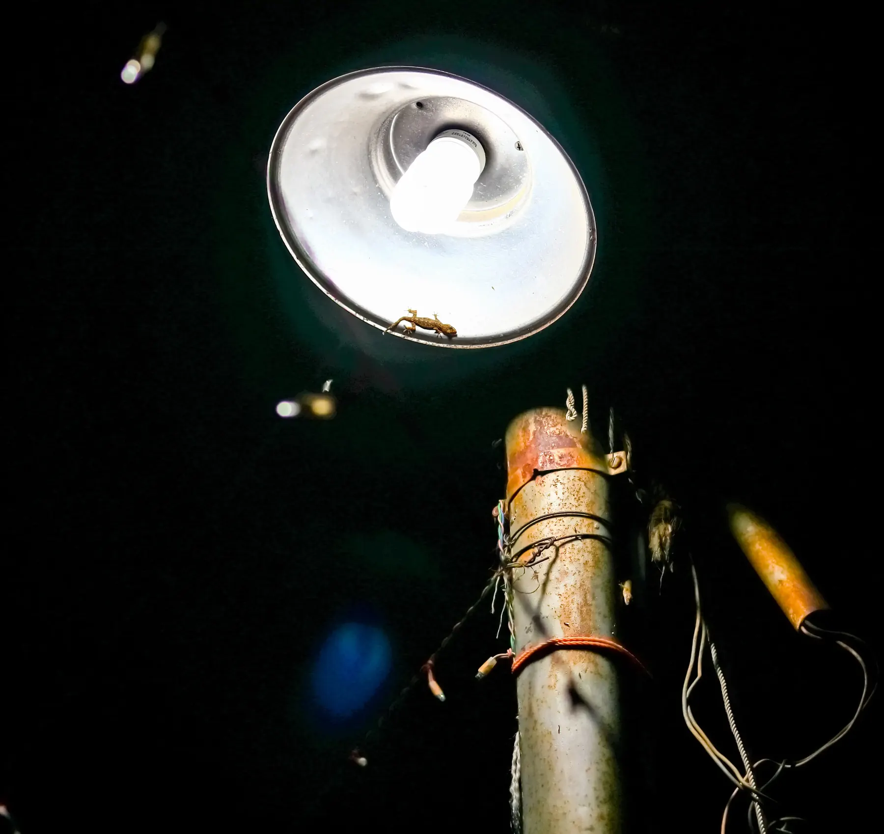 A street lamp glowing at night with insects flying around it