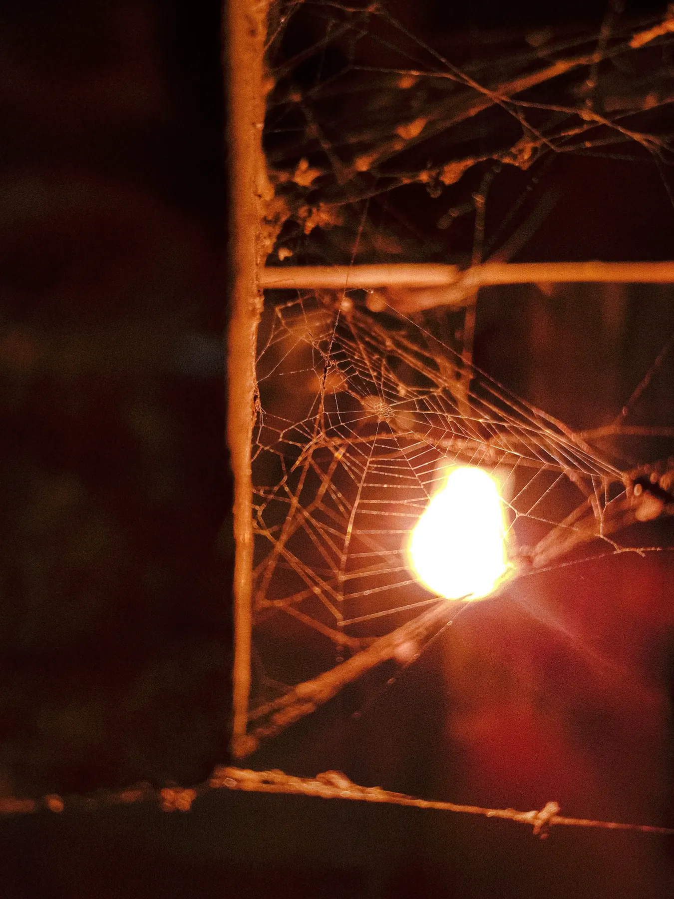 A spider web lit by warm lens flare